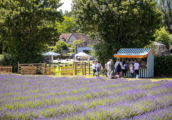 Looking down to Castle farm from the lavender fields