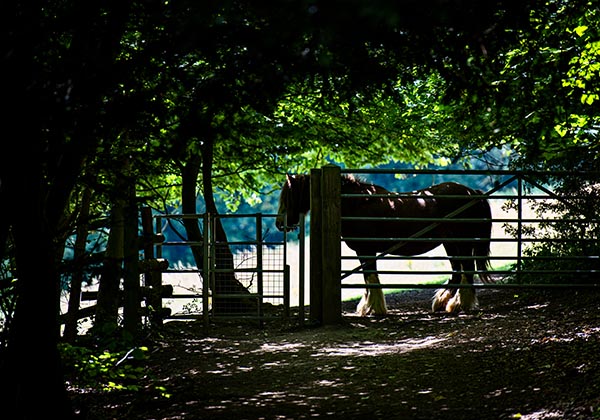 A shire horse sheltering from the hot sun on a footpath in Pilots Wood